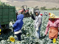 La iniciativa otorgaría la legalización como reconocimiento a las aportaciones de los campesinos a la agricultura y la economía. ARCHIVO /