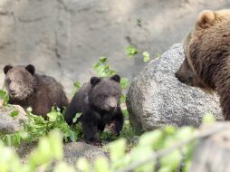 Durante estas vacaciones se exhibirán a los tres oseznos, junto con otros ejemplares adultos en el Mude. ARCHIVO /