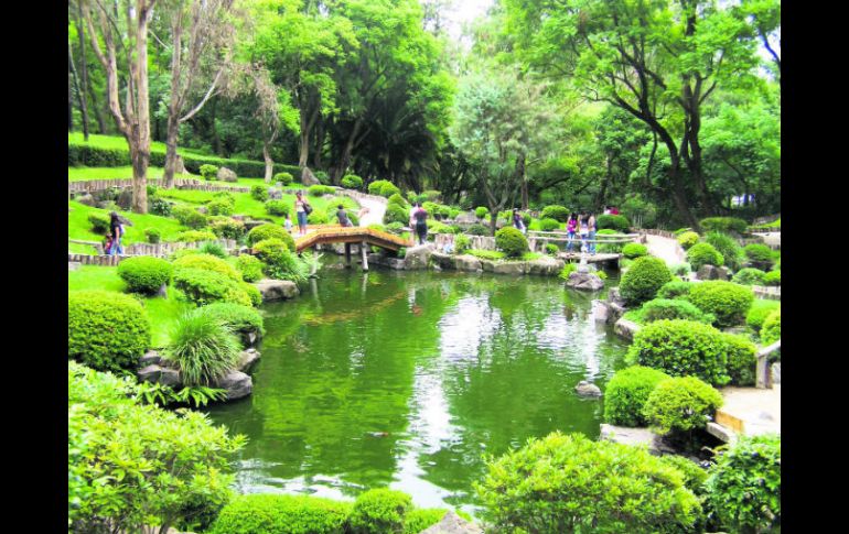 Oasis. El Jardín Japonés es uno de los sitios más visitados en el Bosque de Los Colomos; peces y tortugas abundan ahí.  /