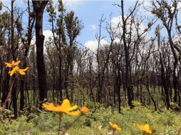 Comprar los terrenos de en manos de particulares supone blindarlos contra cualquier uso que no sea el fomento de la naturaleza. ARCHIVO /