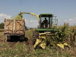 MC asegura que el campo jalisciense tiene una gran importancia en el desarrollo del estado. ARCHIVO /