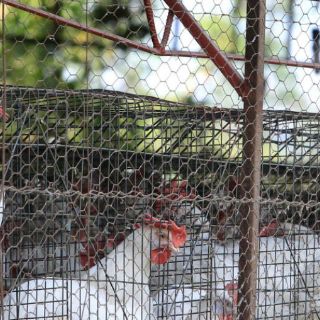 Mueren dos personas por cepa de gripe aviar en China