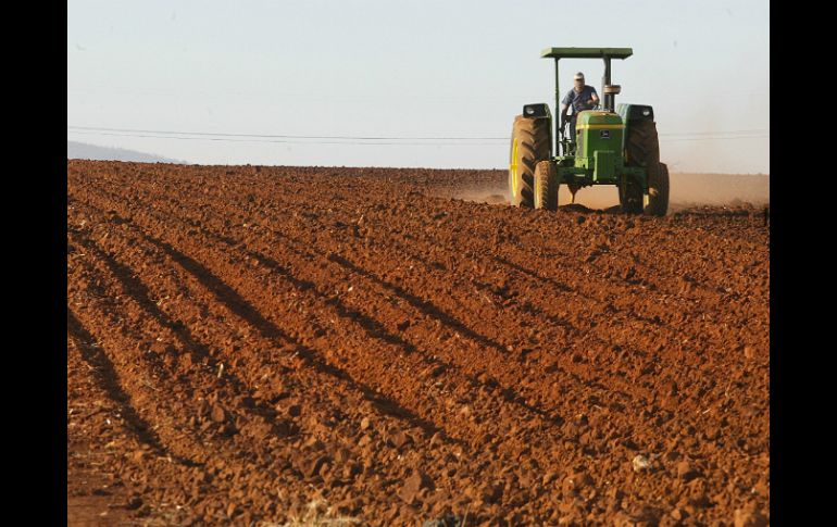 A la fecha el país sólo genera 55 por ciento de su consumo agrícola. ARCHIVO /