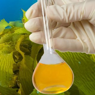 Centro Conacyt  produce biodiesel con microalgas