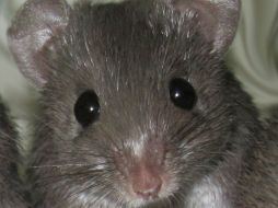 Con estas microfibras, logran estabilizar la tasa de azúcar de un ratón diabético. ARCHIVO /