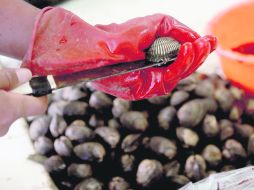 DAÑINOS PARA LA SALUD. Los moluscos con concha quedaron restringidos desde la semana pasada en todo el país. EL INFORMADOR /