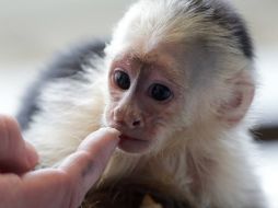 El albergue dijo en un comunicado el martes que el animal de 14 semanas no debió ser separado de su madre. AP /
