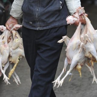 La secretaria de Salud descarta alerta en el país por virus H7N9