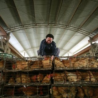 Sube a cinco la cifra de muertes por gripe aviar en China