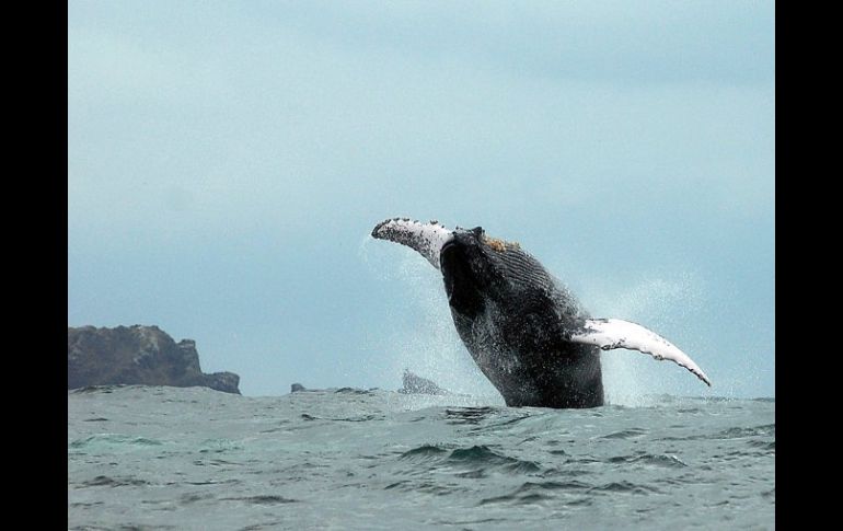 Ante la cacería de cetáceos, es buena noticia que en un lugar estén reubicándose y aumentando su población. ARCHIVO /