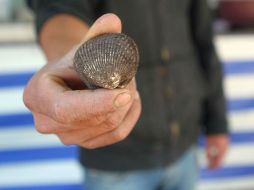 El día de hoy se reportan siete aseguramientos de productos bivalvos. ARCHIVO /