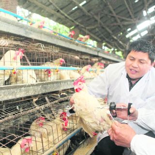 Gripe aviar en China cobra su sexta víctima; cierran mercados de aves
