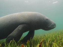 Los apacibles manatíes parecen sucumbir ante el depredador natural más inmisericorde: el hombre. ARCHIVO /