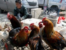 Shanghái encabezó las medidas de precaución con el cierre de sus centenares de mercados de aves vivas. EFE /