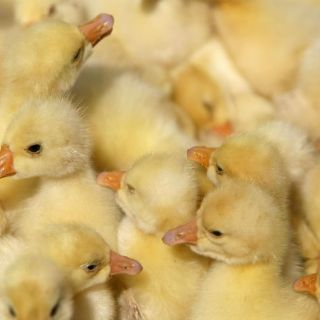 Gripe aviar en China: ningún indicio de transmisión