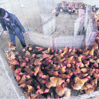 Suman 21 los casos de gripe aviar en China