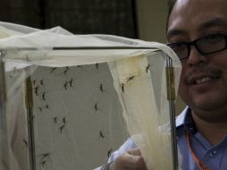 El 2012 cerró con un total de 505 casos de dengue registrados. ARCHIVO /