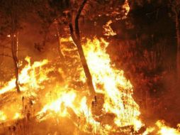 Los bomberos regaron la zona afectada para humedecer el terreno, y así evitar que el fuego retornara. ARCHIVO /