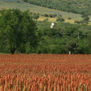 Jalisco, sin conflictos agrarios de peligrosidad: Sedatu