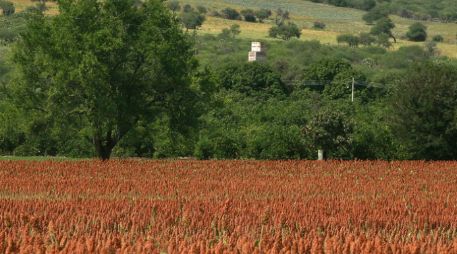 Destacan que ninguno de los problemas agrarios en el Estado registran alto nivel de peligrosidad. ARCHIVO /