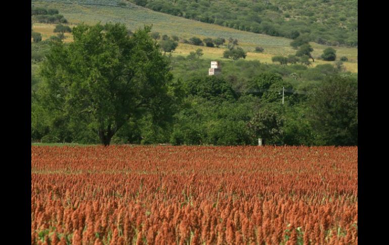 Destacan que ninguno de los problemas agrarios en el Estado registran alto nivel de peligrosidad. ARCHIVO /