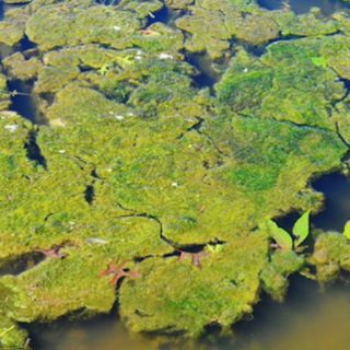 Las súper algas podrían remplazar los biocombustibles convencionales