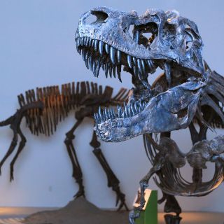 Descubren claves de embriones de dinosaurio de hace 190 millones de años