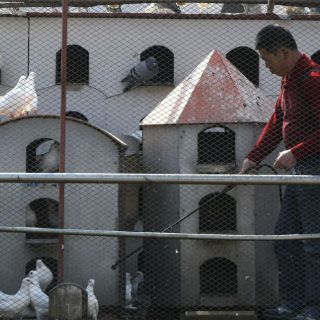 Afectados por gripe aviar en China aumentan a 33