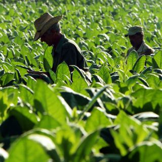 Estiman aumento en producción agropecuaria y pesquera de México