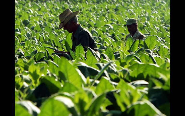 En 2012 el subsector agrícola genera 233 millones de toneladas con valor de 410 mil millones de pesos. ARCHIVO /