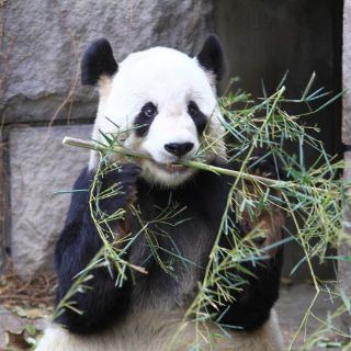 Tailandia enviará a la osa panda Lin Ping a China el mes próximo