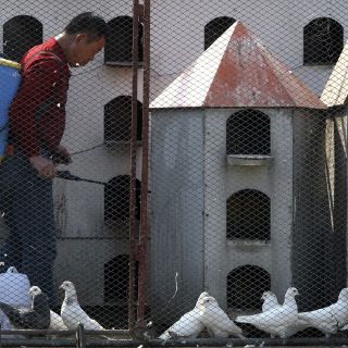 Cepa causante de gripe aviar es grave en personas