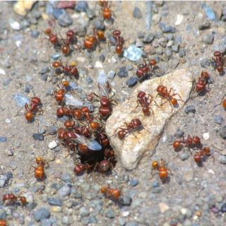 Un tipo de hormiga roja puede ayudar a predecir terremotos