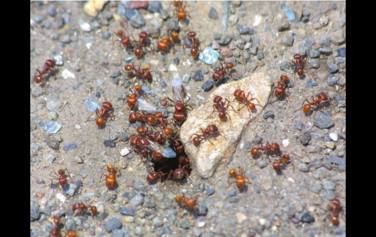 La formica polyctena interrumpe su fase de descanso nocturno y no retoma su actividad habitual hasta que pasa el terremoto. ARCHIVO /