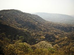 El bosque recibirá dos competencias, de uno y cinco kilómetros. ARCHIVO /