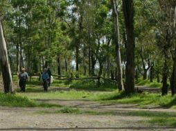 El bosque fue testigo de un presunto homicidio. ARCHIVO /