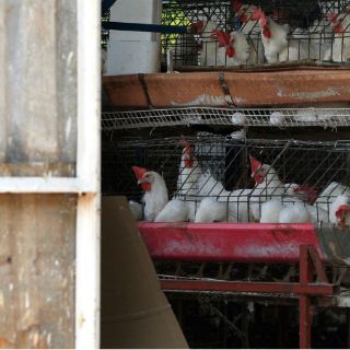 Suman 13 muertos por gripe aviar en China