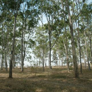 Harán Rodada por la Paz en El Centinela