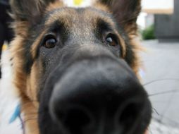 Quienes maltraten un animal tendrán una pena de 3 meses a 1 año de prisión y de 50 a 100 días multa. ARCHIVO /