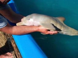 Las autopsias practicadas a los delfines no arrojan resultados definitivos. ARCHIVO /