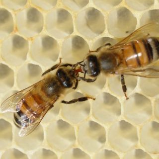 Greenpeace protesta en Suiza contra plaguicidas que matan abejas