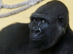 La vida de Moja se había emitido por internet, con 16 cámaras en el recinto que habitaba. EFE /