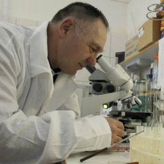 Gusano inspira la creación de un adhesivo quirúrgico