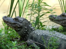 Estudios indican que por cada 10 hogares, uno posee alguna especie silvestre en cautiverio. NTX /