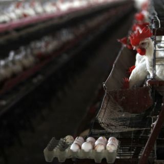 Sube a 18 número de muertes por gripe aviar en China