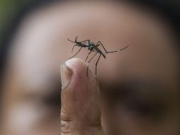 Piden a la población mantener la vigilancia en casa, lugar de los principales criaderos del mosco transmisor del dengue. ARCHIVO /