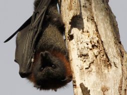 El análisis de mil 300 ejemplares de murciélago de todo el mundo permitió identificar 83 nuevos hepacivirus y pegivirus. ARCHIVO /