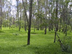 El 12 de abril de 2013, un sujeto mató con arma de fuego a Alejandro Gómez Guerra, de 45 años, en el bosque El Centinela. ARCHIVO /