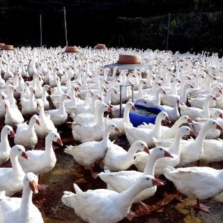 La OMS alerta sobre alto riesgo de transmisión del virus H7N9