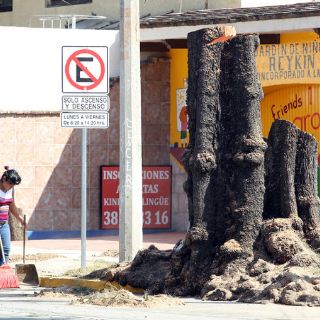 En cuatro años, se pierde el ocho por ciento de arbolado urbano